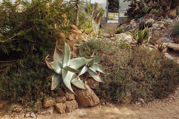 Lush Desert Garden with Succulent Plants in Natural Setting