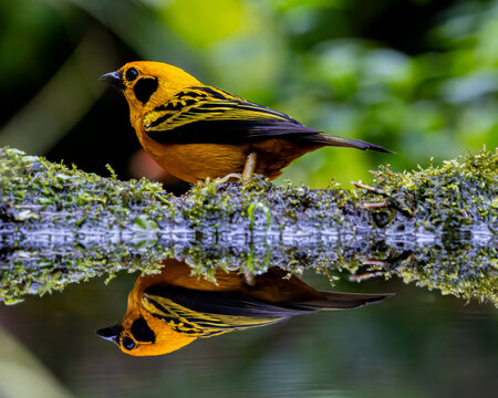 Reflection of a Golden Tanager captured at Zuro Loma Preserve or Bamboo Hill near the Yanaocha Reserve in the foothills of the Pichincha Volcano in Ecuador..