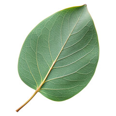 Obraz premium eucalyptus leaf isolated on white background.