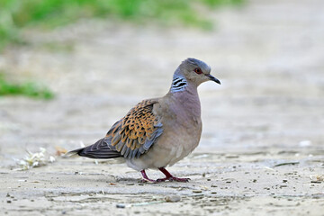 European turtle dove // Turteltaube (Streptopelia turtur)
