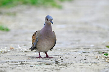 Turteltaube // European turtle dove (Streptopelia turtur)