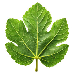  fig leaf isolated on white background.