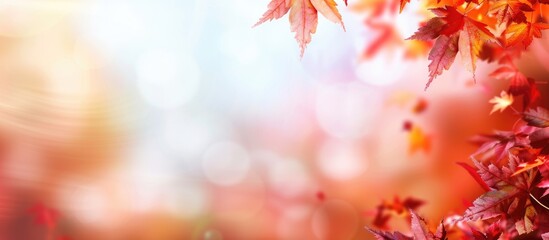 Fototapeta premium Blurry autumn background featuring multicolored maple leaves with an available copy space image