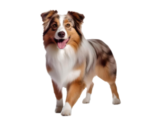 australian shepherd dog isolated