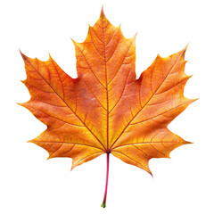 Obraz premium Maple leaf isolated on white background.