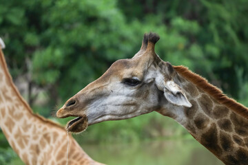 Obraz premium The giraffe had saliva flowing from its mouth, pretending to be hungry.