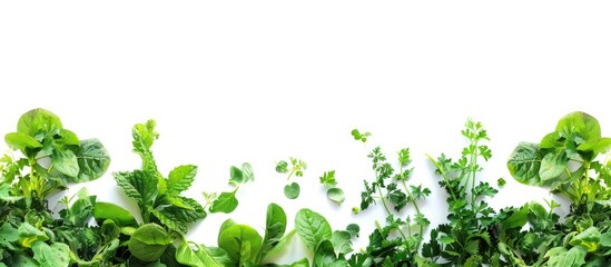 Fototapeta premium Vegetable leaves on a white background with copy space image