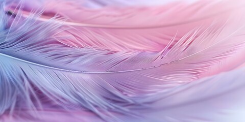 Fototapeta premium Delicate feather background in purple pink and blue for spiritualthemed designs. Concept Feather Background, Spiritual Theme, Purple, Pink, Blue