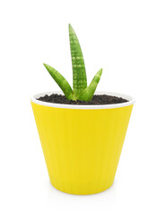 Young Sansevieria Cylindrica Boncel in yellow pot isolated on white. Indoor Cylindrical snake plant for minimalist design of interior.	      