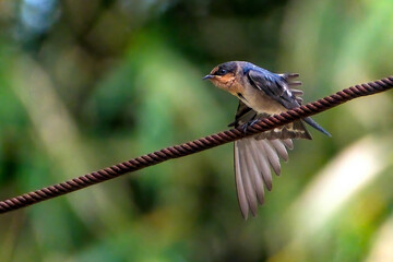 Pacific swallow on the cable