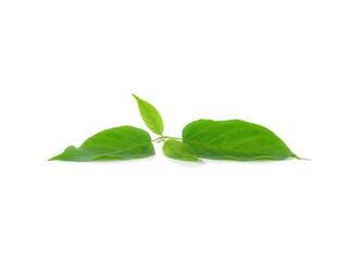 Gymnema sylvestre isolated on white background.
