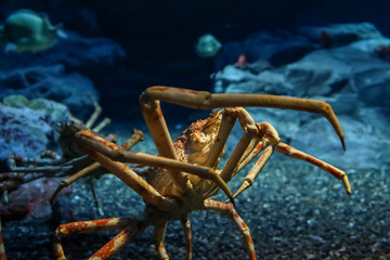 The japan spider king crab or alaska king crab at kaiyukan aquarium , Osaka ,Japan