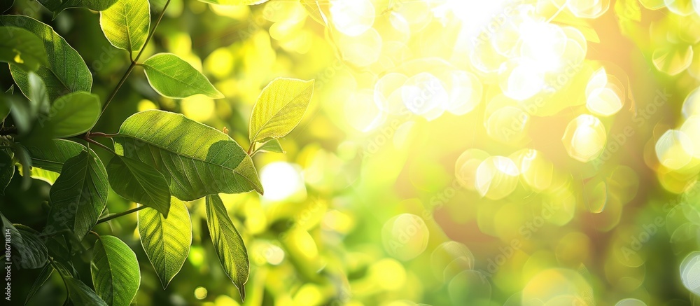 Poster sunlight filters through green leaves in the background of the image providing copy space