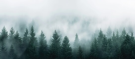 Misty Forest Landscape