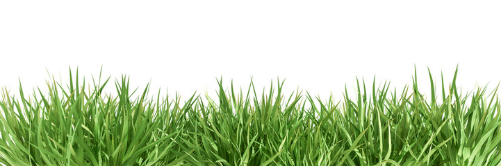 Front view green grass row isolated on white background