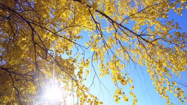 Birch trees with yellow autumn leaves against the background of the sky and bright sun. Foliage in the wind. Seasonal weather. Picturesque nature in a birch grove. View from below.