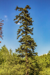 Landscapes - Forest - Europe, Romania