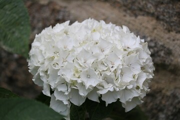 Hortensia blanc