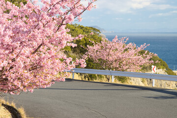 道沿いに咲いている河津桜