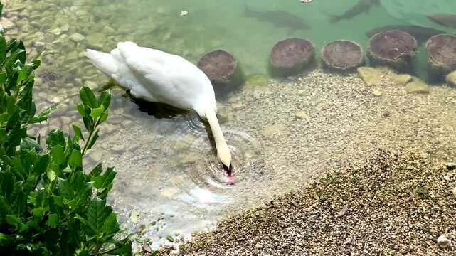 Cigno bianco