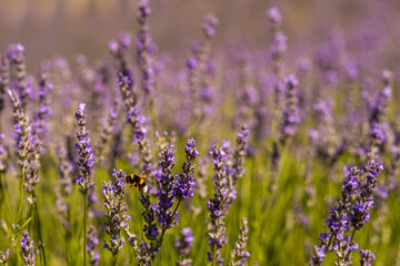 Obraz premium Lavender fields in San Felices, Soria, Spain. Bee flying over lavender fields.