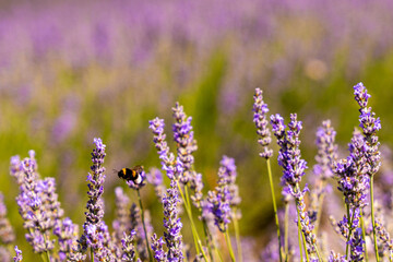 Obraz premium Lavender fields in San Felices, Soria, Spain. Bee flying over lavender fields.