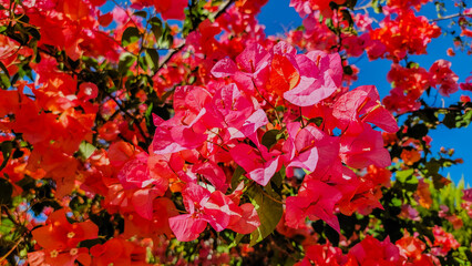 Beautiful intense pink summer flowers
