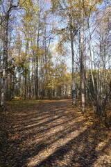 Naklejka premium autumn in the forest