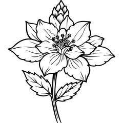 Line art of Delphinium flower