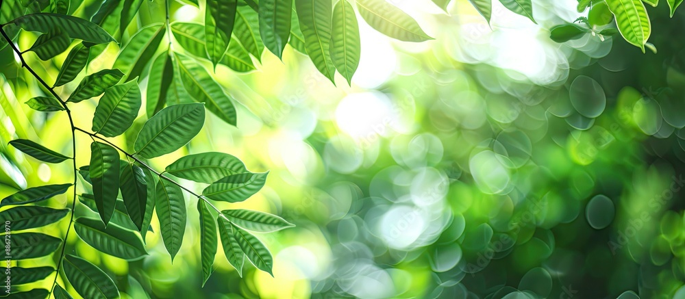 Wall mural close up of tamarind leaves in a garden offering a refreshing view in a natural setting with copy sp