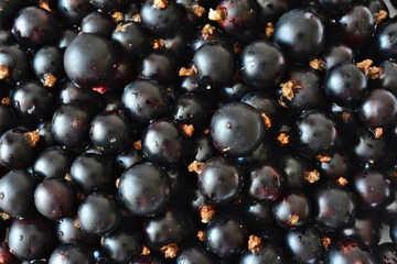 black currant berries with waterdrops close up     