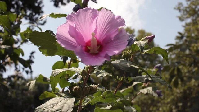 Pink hibiscus flower against blue sky