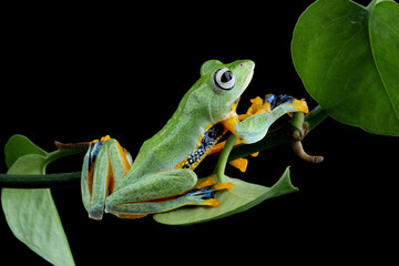 flying tree frog on branch, Javan tree frog Rhacophorus reinwardtii, animal closeup