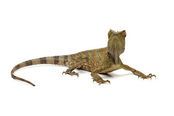 Forest dragon lizard isolated on white, reptile skin and spike, Gonocephalus chamaeleontinus, animal closeup