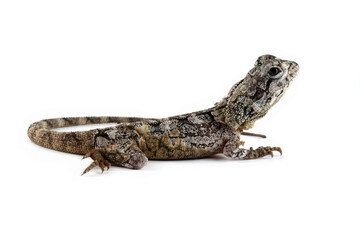 Naklejka premium Chlamydosaurus kingii lizard isolated on white, angry lizard