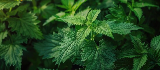 Lush green nettle in a natural setting with a blank area for text or images. Copy space image. Place for adding text and design