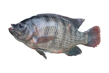 oreochromis niloticus isolated on a white blackground