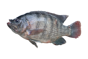 oreochromis niloticus isolated on a white blackground
