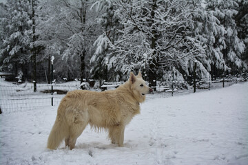 White wolf dog with snowy background