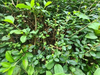 Bush Leaves in Berlin, Close Up