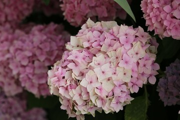 Hortensia crème