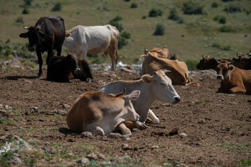 Herd of cows in the steppe on a sunny day.