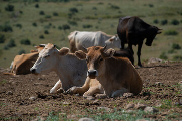 Fototapeta premium Herd of cows in the steppe on a sunny day.