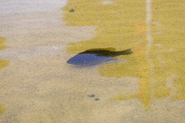 A largemouth bass caught in the serene waters of Alqueva Dam in Alentejo, Portugal, showcasing the region's rich aquatic biodiversity