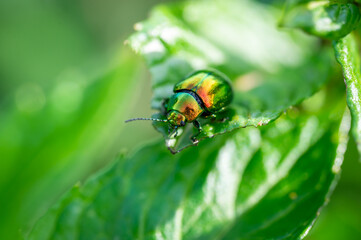 The tansy beetle (Chrysolina graminis) macro photography. Bug is sitting on the leaf.