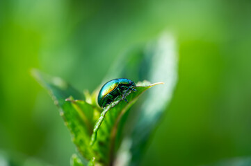 The tansy beetle (Chrysolina graminis) macro photography. Bug is sitting on the leaf.