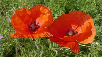 Obraz premium Mohn