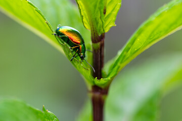 The tansy beetle (Chrysolina graminis) macro photography. Bug is sitting on the leaf.