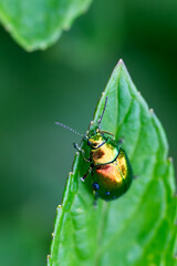 The tansy beetle (Chrysolina graminis) macro photography. Bug is sitting on the leaf.
