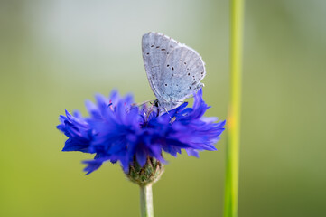 A holly blue butterfly Celastrina argiolus feeding. The holly blue has pale silver-blue wings spotted with pale ivory dots.